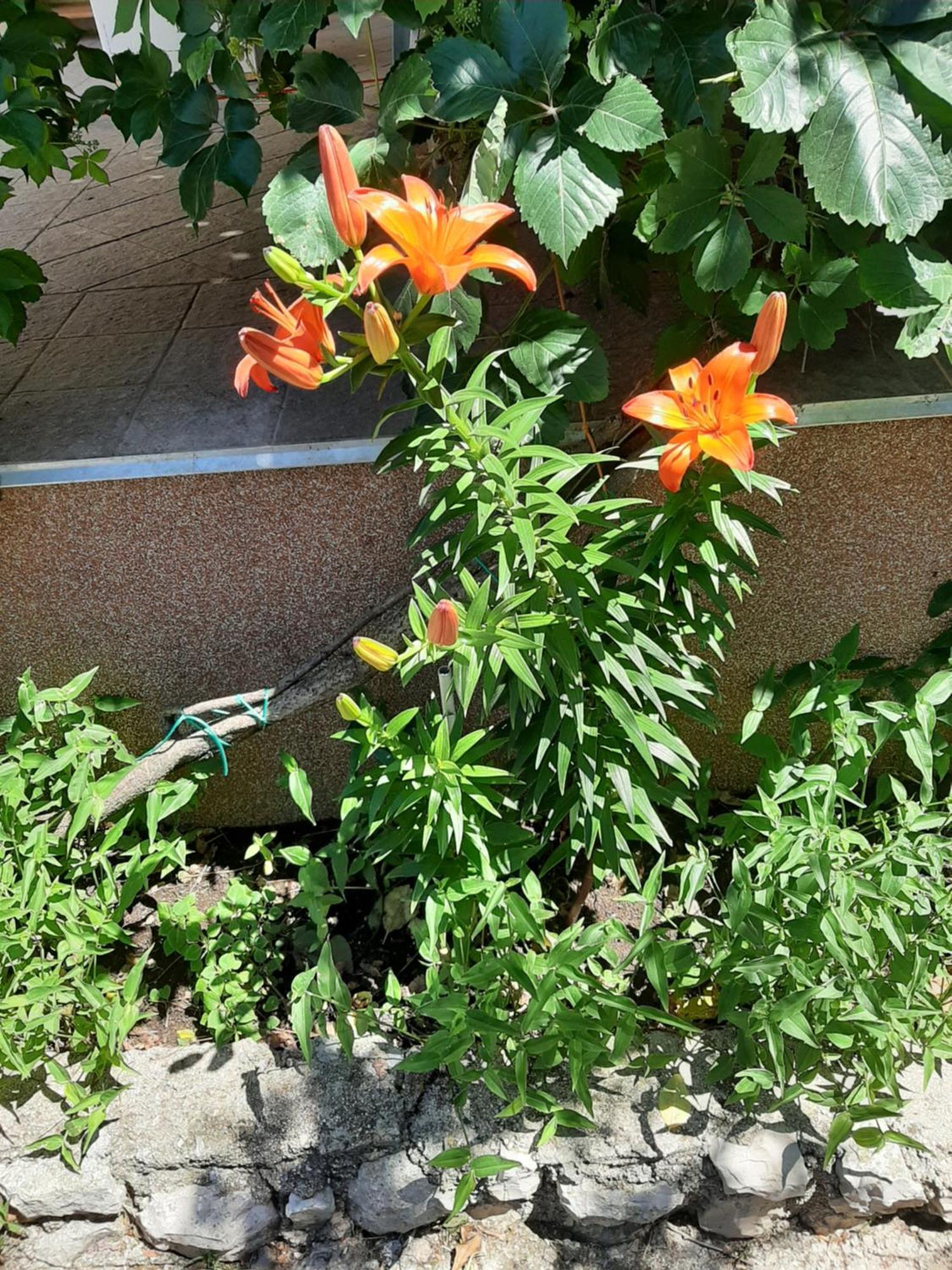 Apartmani Marija Povljana Rom bilde