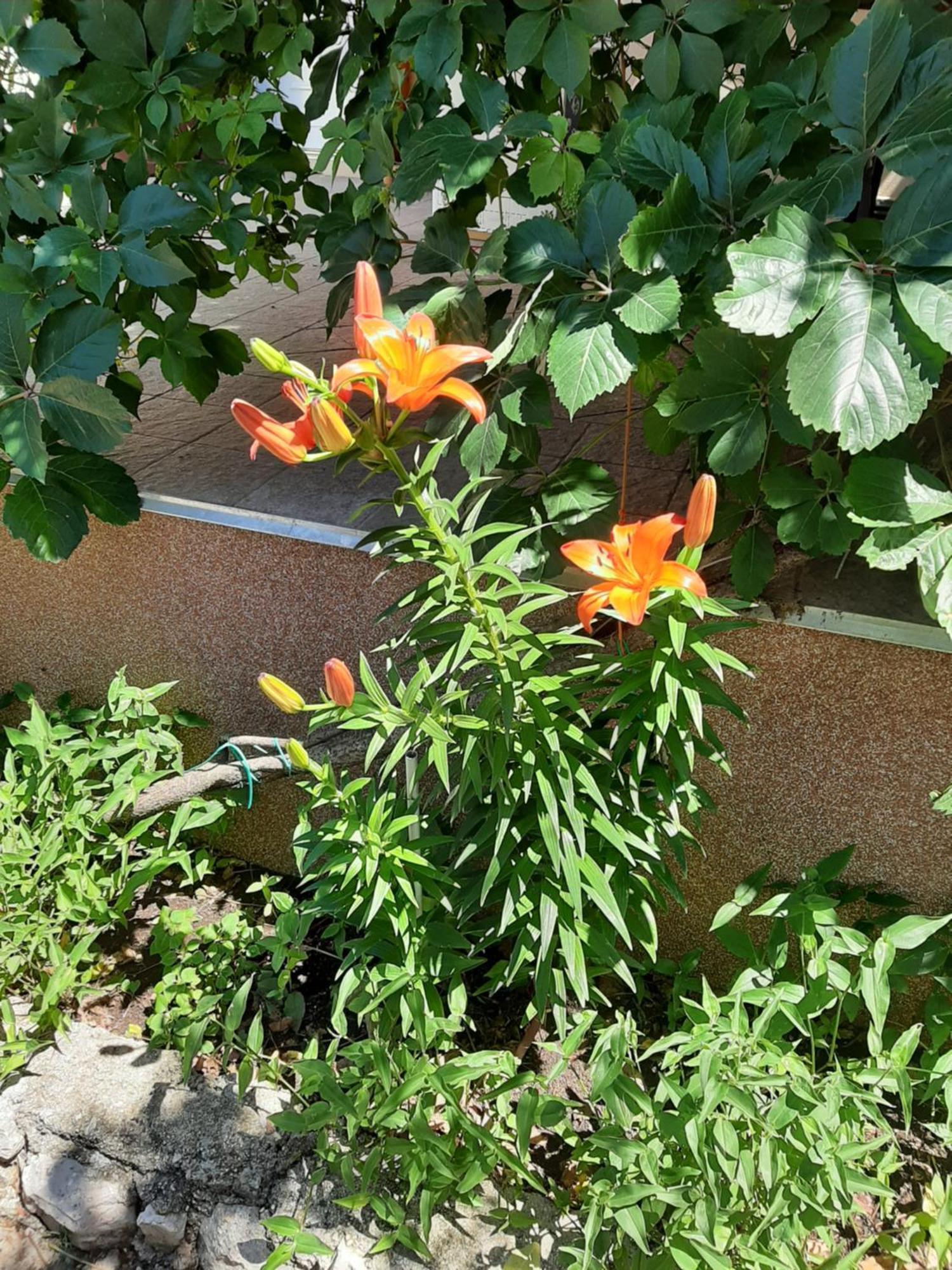 Apartmani Marija Povljana Rom bilde