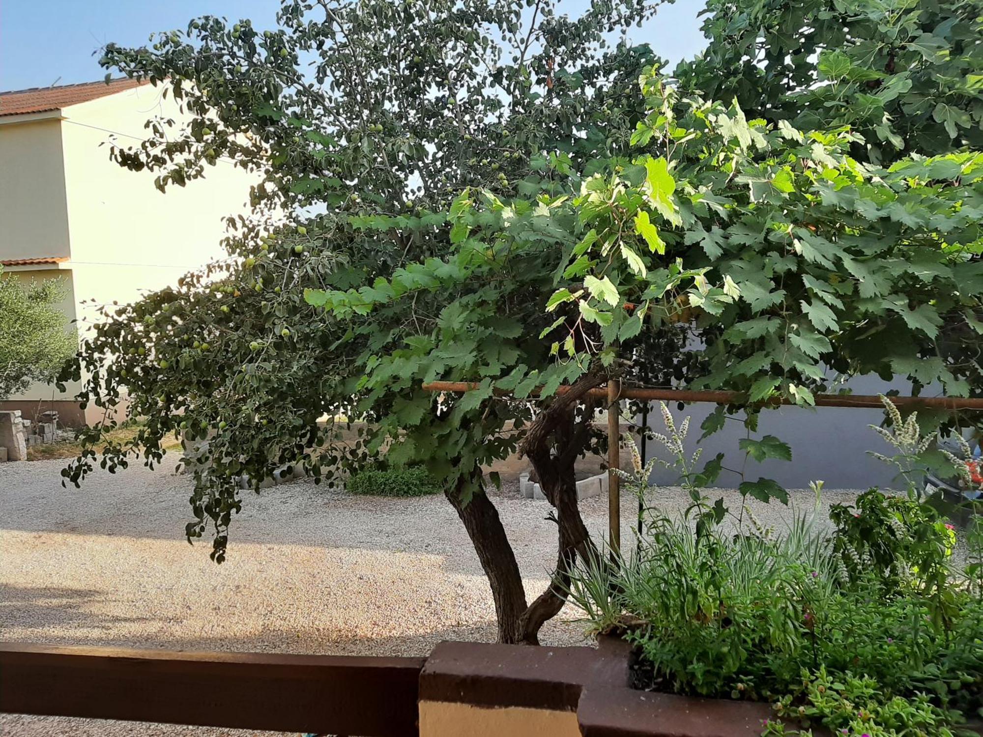 Apartmani Marija Povljana Rom bilde
